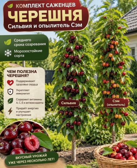 Черешня колоновидная Сильвия и опылитель  Сэм